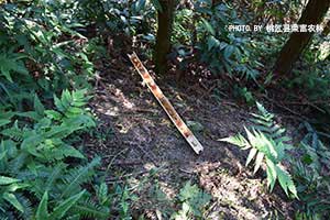 竹蝗誘殺防治效果